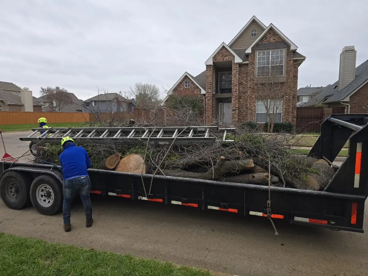 Expert Tree Removal with proper safety equipment in Georgetown